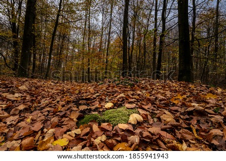 A European Beech forest in autumn colours. Picture from Scania county, southern Sweden Royalty-Free Stock Photo #1855941943
