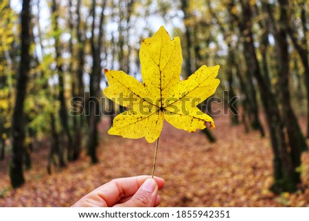 One women's hand holding yellow autumn leaf with blurred beautiful autumn forest view background in Soanne,The Marche,Italy