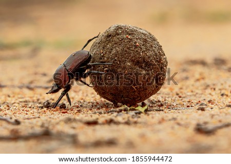Dung beetle on his dung ball to impress the ladies in a game reserve,  part of the greater Kruger region in South Africa Royalty-Free Stock Photo #1855944472