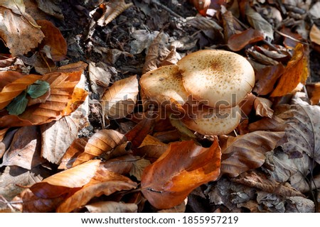 flat mushrooms grow among the autumn leaves in the forest. Close up