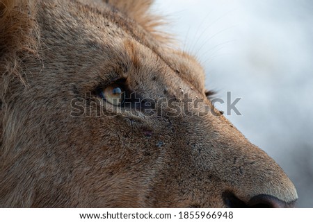 Close up photo of a lion seen on a safari in South Africa.
