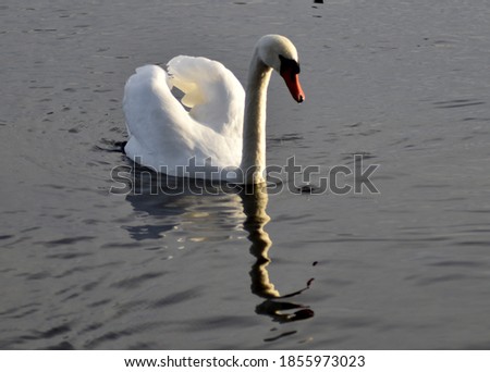Beautiful white swan in the forest lake water. 
Sunny autumn evening.