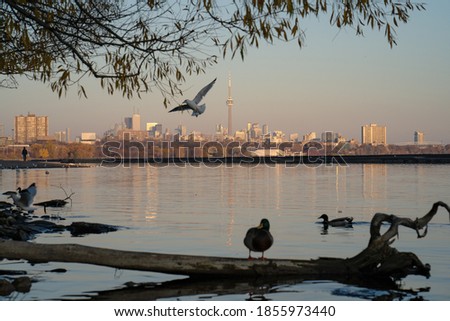 Toronto City Skyline in the evening with birds in Ontario Canada