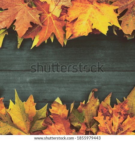 Fall leaves background with copy space. Plane tree dry orange leaves on the black rustic wooden background. Autumn season