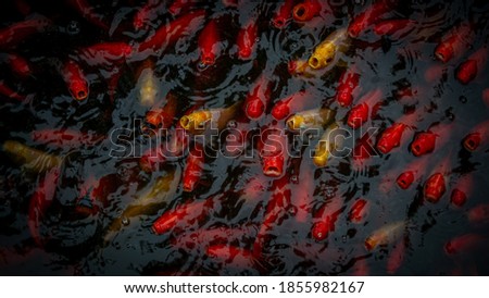 red and yellow fish gathering for food .