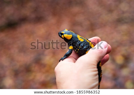 holding Salamandra in hands, November in nature