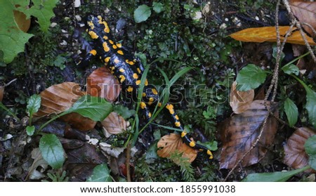 fire salamander crawling on forest ground