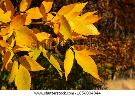 Yellow leaves in the fall.  Autumn leaves with colors of yellow, gold, orange and red with a bokeh background of grasses and bushes.  