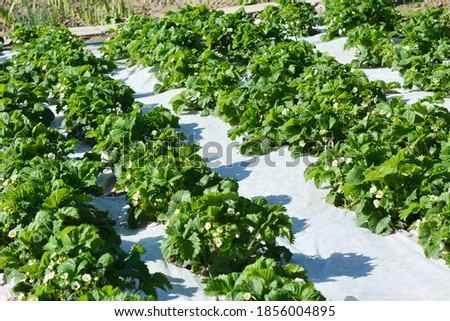 Growing strawberries in the open ground using white agrofiber