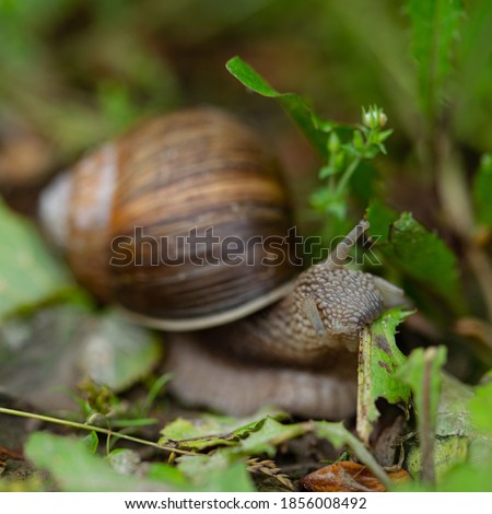 Macro photography: one lone snail crawls through the forest.