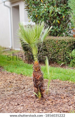 Beautiful palm tree in Florida