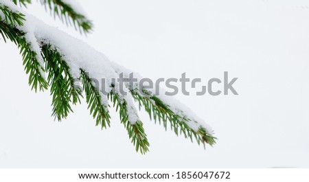 Fir branches covered with snow on white background. Nature Winter background with snowy fir tree branches close up.