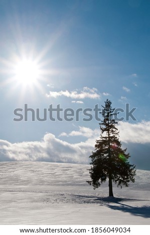 Pine tree standing in a snowy field

