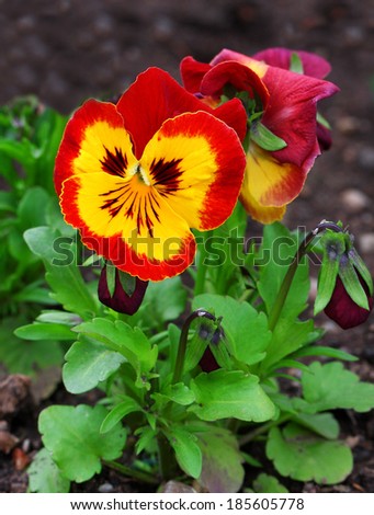Pansy flower on natural background