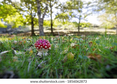 Colorful scene with red mushroom