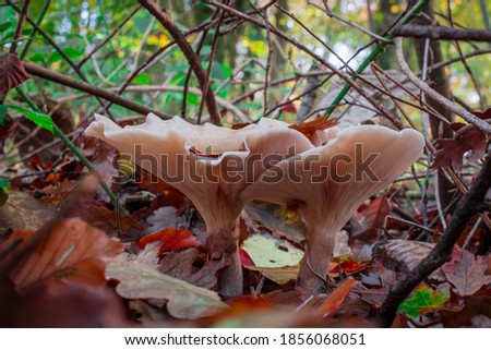 autumn mushroom growing in  the forest with yellow leaves