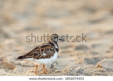 Coastal scene of sandpiper sanderling on the beach in South Florida