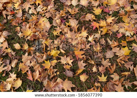 Classic red leaves on the ground covering green grass.