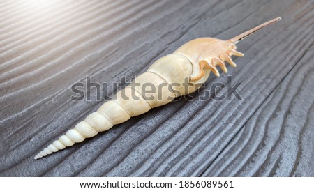 Shell Spindle tibia, 
Seashell it has a long and sharp tip on wooden floor with sunlight.