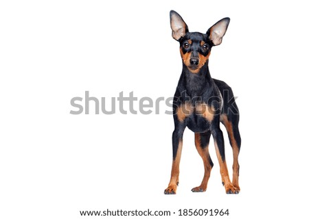 Pretty zwerg pincher dog isolated over white studio background Royalty-Free Stock Photo #1856091964