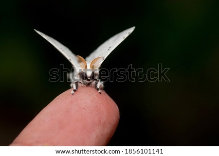 A beautiful and small moth perched on its fingers, night butterfly