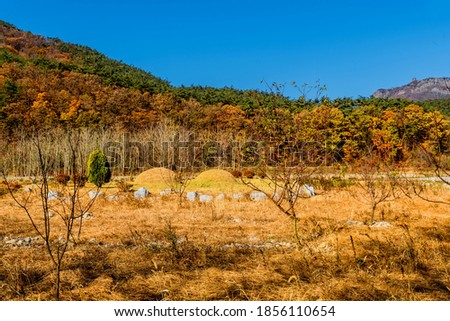 Two fresh unmarked burial mounds with trees in autumn colors and blue sky in background.