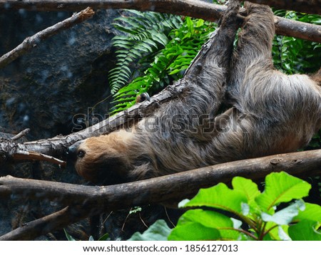 Close-up of sloth in the middle of nature
