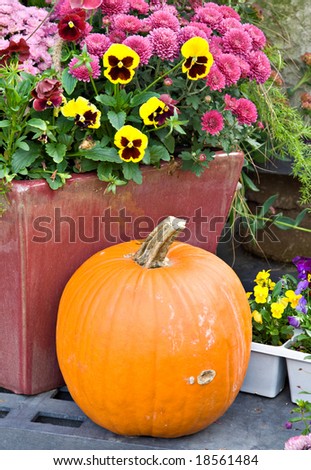 Still life of a Pumpkin and fall flowers for sale.