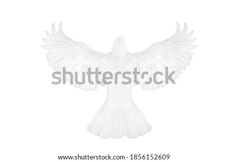 White pigeon flying isolated over white background