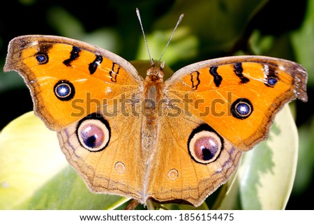 Beautiful Butterfly on a green plant in garden, Ali jeet
