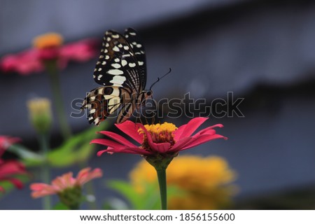 a butterfly is eating the essence of the flower. selective focus