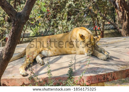 Asiatic lioness, young lioness, queen of the forest sleeping or resting in Jungle in India,Wild animals in captivity, lioness resting