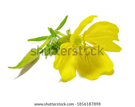 Oenothera biennis or evening primrose flower isolate on white background Royalty-Free Stock Photo #1856187898