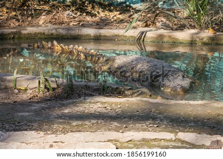 A hidden crocodile in small water pond looking for hunt in zoo park in India 