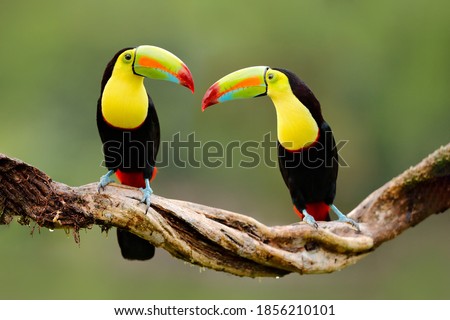Costa Rica wildlife. Keel-billed Toucan, Ramphastos sulfuratus, bird with big bill sitting on branch in the forest, Costa Rica. Nature travel in central America. Beautiful bird in nature habitat. Royalty-Free Stock Photo #1856210101