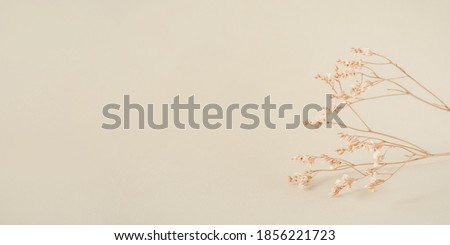 Natural beige background with a dry flower. Front view, Copy space for text.
