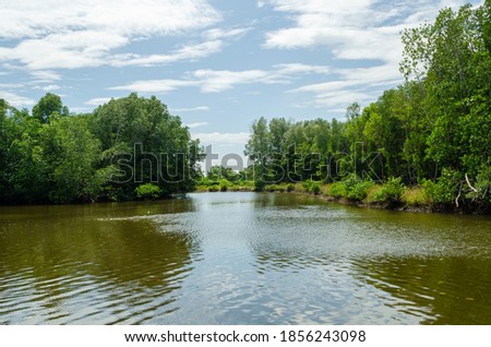 Avicennia alba at mangrove forest  in Thailand Royalty-Free Stock Photo #1856243098