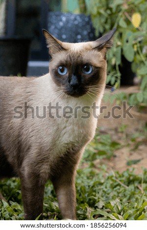 Siamese cat with blue eye playing in the garden with green grass