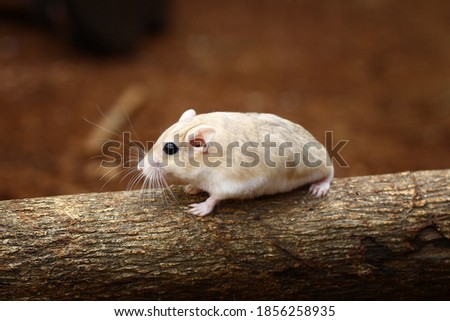 Fat tailed gerbil, cute animal