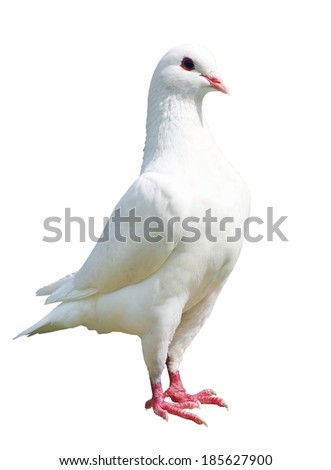White pigeon - imperial-pigeon - ducula  Royalty-Free Stock Photo #185627900