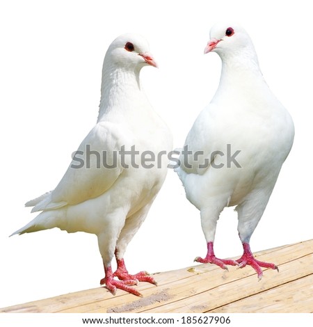 Two white pigeon - imperial-pigeon - ducula  Royalty-Free Stock Photo #185627906