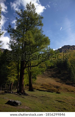 Photo of relict trees. Tall fir trees on the background of mountains