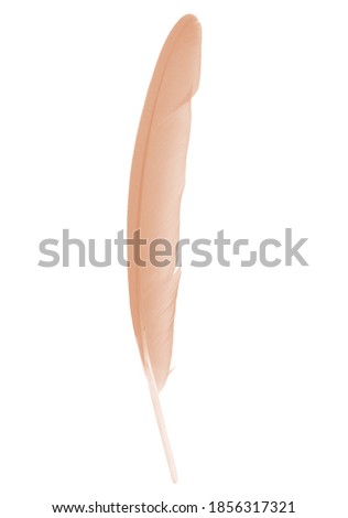Beautiful brown  feather isolated on white background