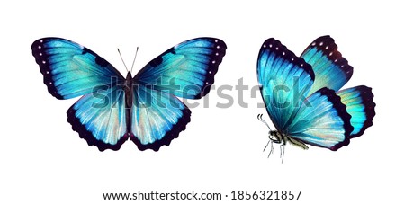 Set two beautiful blue turquoise tropical butterflies with wings spread and in flight isolated on white background, close-up macro. Royalty-Free Stock Photo #1856321857