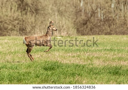 View on a roe deer on a field on a sunny day.