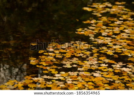fall leaves floating on ponds water surface of small pond in nature 