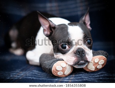 Funny serious dog Boston Terrier in cozy warm handmade boots on the sofa at home. Going for a walk, it's cold outside. 