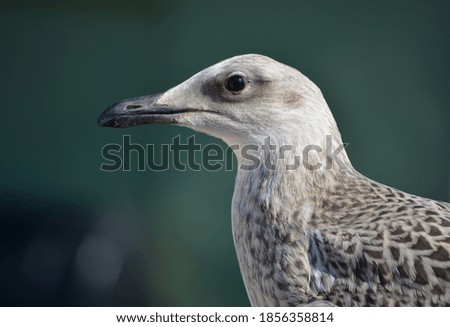 close up view of white cute seagull