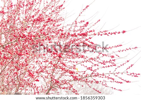 Abundance of Ilex Decidua red fruits isolated on white background in snowy day near Dallas, Texas, US. Large shrub small tree with no leaves dormant of winter berry, Possum Haw, Deciduous Holly