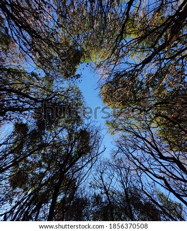 
View of the sky from inside a forest. Nadir plane of tree branches with blue sky background